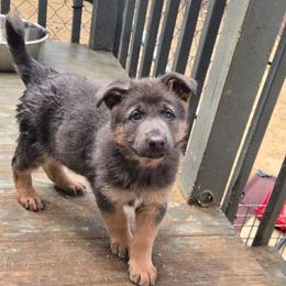 Tessa - Blue female German Shepherd puppy in Buckfield, Maine from Levesques German Shepherds