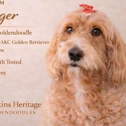 Ginger - Goldendoodle
