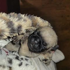 Bright Pink Girl - Fawn female Pug puppy in Weirsdale, Florida from Splash of Color Pug's