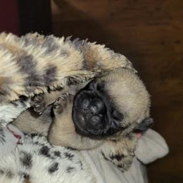 Bright Pink Girl - Fawn female Pug puppy in Weirsdale, Florida from Splash of Color Pug's