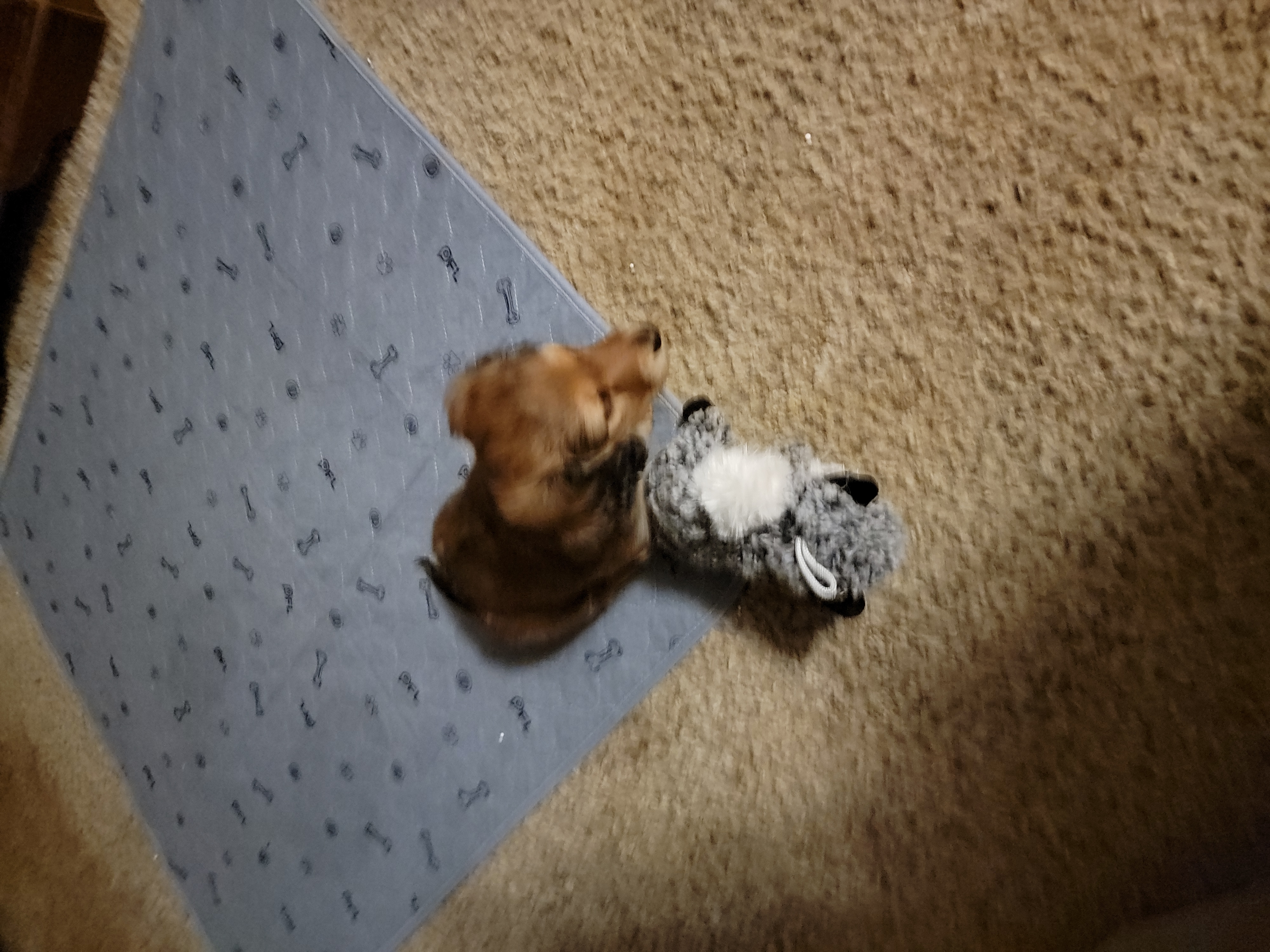 Dachshund Puppies from CLARK'S BREEDING PROGRAM