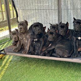 Cane Corso Puppies from Coastal View Kennels