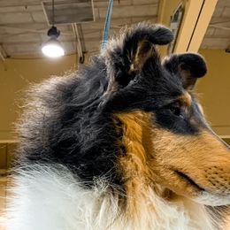 Collies from Meissa Collies