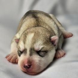 Cinder - Gray and white male Siberian Husky puppy in Los Angeles, California from Limitless Huskies