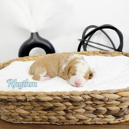 Rhythm - Red male Bernedoodle puppy in Mount Vernon, Missouri from PoodlelyDoodlely