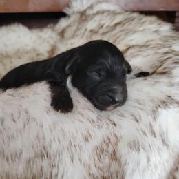 Black Male 2 - Black tri-color male Aussiedoodle puppy in Apache Junction, Arizona from Loving Doodle
