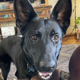 Oakley - Black German Shepherd puppy in Encampment, Wyoming from Buckelwürmer German Shepherds
