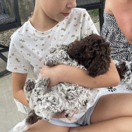Lagotto Romagnolo Puppies from Anna’s Lagottos