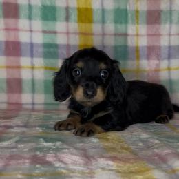 Walter - Black and cream male Dachshund puppy in Poteau, Oklahoma from Sisters Dazzling Dachshunds