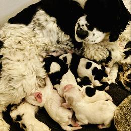 Girl 1 - Black and white female Cocker Spaniel puppy in Fairport, New York from Astor Hill Cockers