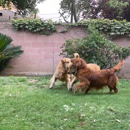 Golden Retriever All Grown Up from Trisha Ferris' Golden Retrievers