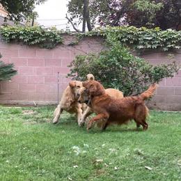 Golden Retriever All Grown Up from Trisha Ferris' Golden Retrievers