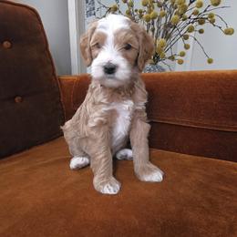 Miss Red - Red  female Goldendoodle puppy in Saratoga Springs, Utah from Serene Canyon Doodles