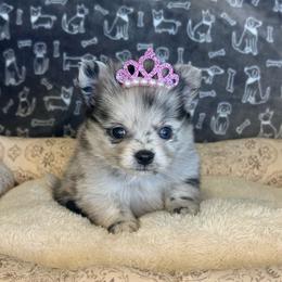 Jesse - Blue merle female Pomeranian puppy in Lexington, Oklahoma from BooneDox Miniature Dachshunds