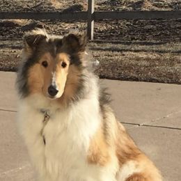 Collies from Julie Prostko