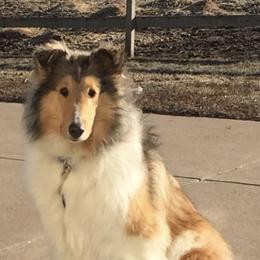 Collies from Julie Prostko