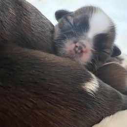 Girl 2 - Red and white female Shih Tzu puppy in Paso Robles, California from Encanto Shih Tzus by Darlene Madrigal