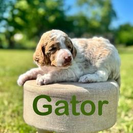 Gator - Parti male Poodle puppy in Ardmore, Oklahoma from The Poodles of Green Acres