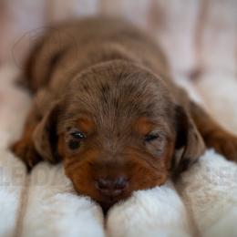 Mushie - Dapple male Dachshund puppy in Temecula, California from Naomi Magee's Dachshund Kennel