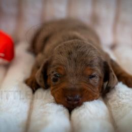 Mushie - Dapple male Dachshund puppy in Temecula, California from Naomi Magee's Dachshund Kennel