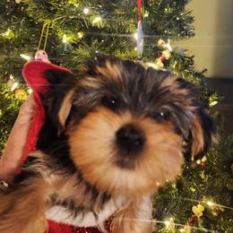 Yorkipoo and Yorkshire Terrier Puppies from Texas Yorkies and Yorkiepoos