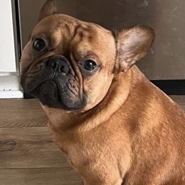 French Bulldogs from Baron’s Frenchies