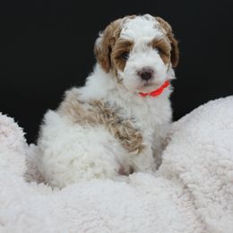 Poodle Puppies from Klaus Poodles