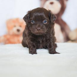Shihpoo Puppies from The Teddybear Shihpoo