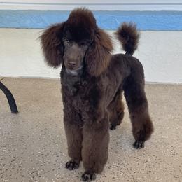PRINCE-HOUSEBROKEN, social - Brown male Poodle puppy in Summerfield, Florida from Honor Havanese