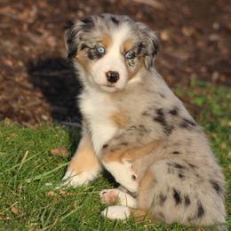 Australian Shepherds from River Trails Aussies