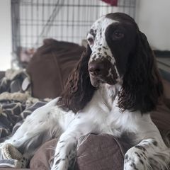 Mipha - Field Spaniel