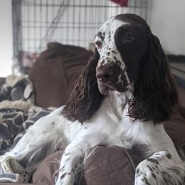 Mipha - Field Spaniel