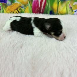Lilly - Parti female Miniature Schnauzer puppy in Sylvania, Georgia from Southern Sky Miniature Schnauzers