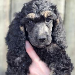 Pax - Phantom male Poodle puppy in New York from Powder Puff Poodles