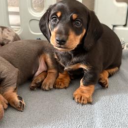 Beans - Black and tan male Dachshund puppy in San Diego, California from Dachshunters