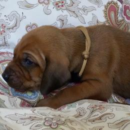 Gold Boy - Red male Redbone Coonhound puppy in Shreveport, Louisiana from BAFERD Kennels