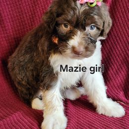 Mazie girl - Brown and white female Portuguese Water Dog puppy in Narvon, Pennsylvania from Prized Family Porties