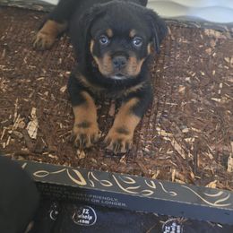Brown - Black and mahogany male Rottweiler puppy in Mastic Beach, New York from Vom Haus Bradford