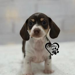 Molly (SHORTHAIR) - Chocolate and cream female Dachshund puppy in Nashville, Arkansas from Cuddles n Curls