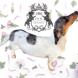 Bella - Dachshund