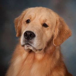 Golden Retrievers from 24k Goldens