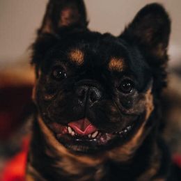 Flor - French Bulldog