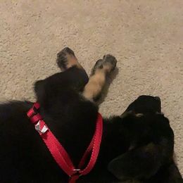 German Shepherd Puppies from Precision Dog Kennels