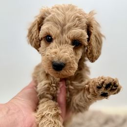 Mouse - apricot - Red  male Poodle puppy in Peyton, Colorado from Fuzzybottoms Ranch LLC