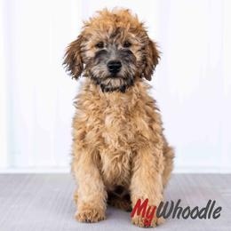 Enzo - Wheaten male Whoodle puppy in Utah from My Whoodle