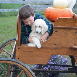 Poodle Puppies from D and D Standard Poodles