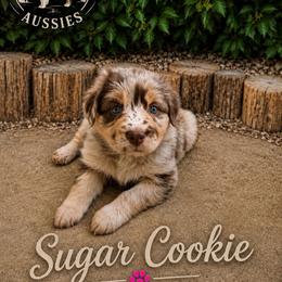 Sugar Cookie - Red merle female Australian Shepherd puppy in Cherry Valley, California from Causey Ranch Aussies