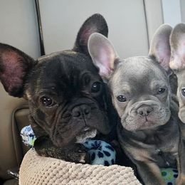 French Bulldogs from Boujee Top Shelf Frenchies