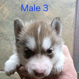 Male 3 - Red and white male Siberian Husky puppy in Carnesville, Georgia from Southern Magnolia Siberians