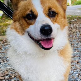 Eddy - Pembroke Welsh Corgi